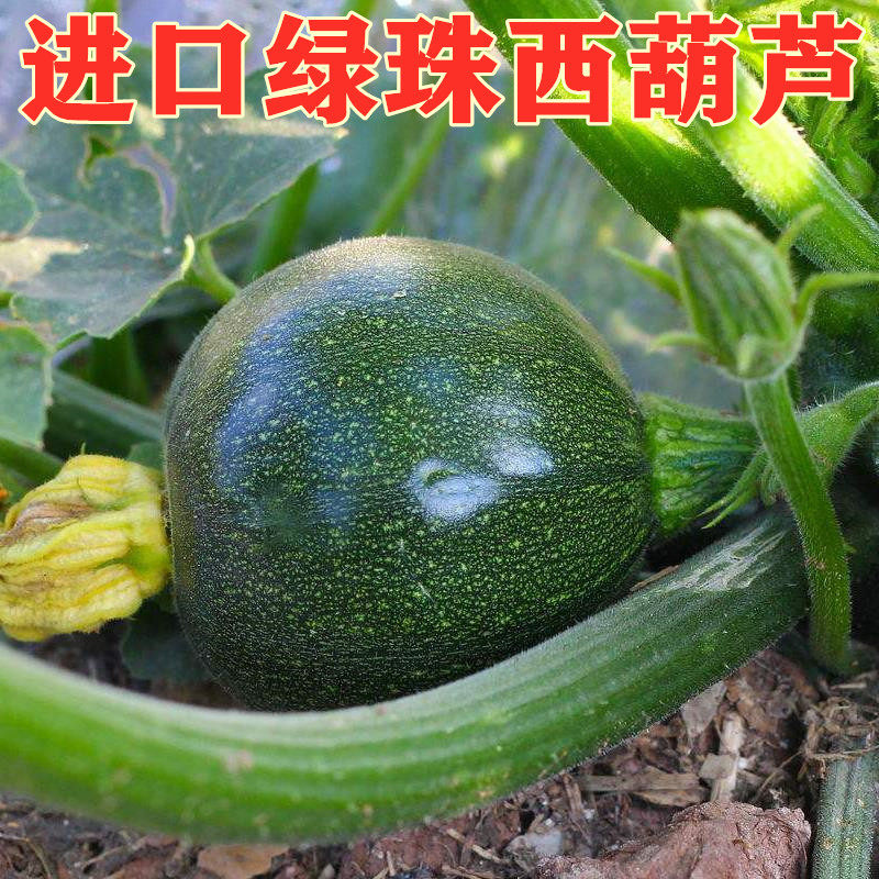 墨绿色圆形迷你小西葫芦种子 特色西葫芦种籽 墨珠观赏食用 绿珠
