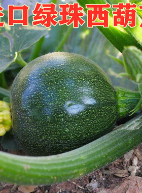 墨绿色圆形迷你小西葫芦种子 特色西葫芦种籽 墨珠观赏食用 绿珠