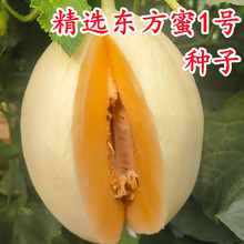 东方蜜一号红肉甜瓜种子超甜香瓜种子高糖甜瓜白糖罐绿宝甜瓜种子
