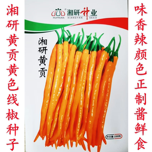 湘研黄贡辣椒种子 春夏播中早熟黄色线椒种子味香辣鲜食酱制加工