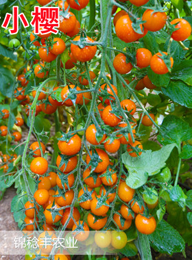橙色樱桃番茄种子苗千禧小番茄西红柿种孑春秋四季盆栽圣女果种籽