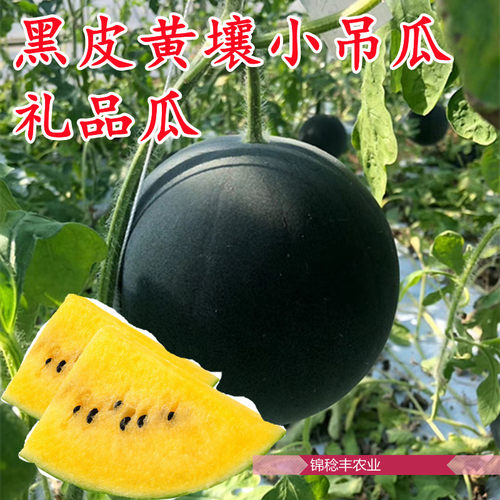 小玉七号黑皮黄壤西瓜种子