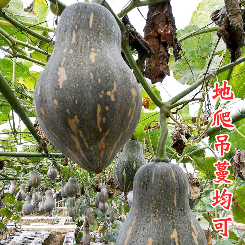 台湾香芋糯南瓜种子 小南瓜种子 香芋味 风味优美 杂交种 南瓜