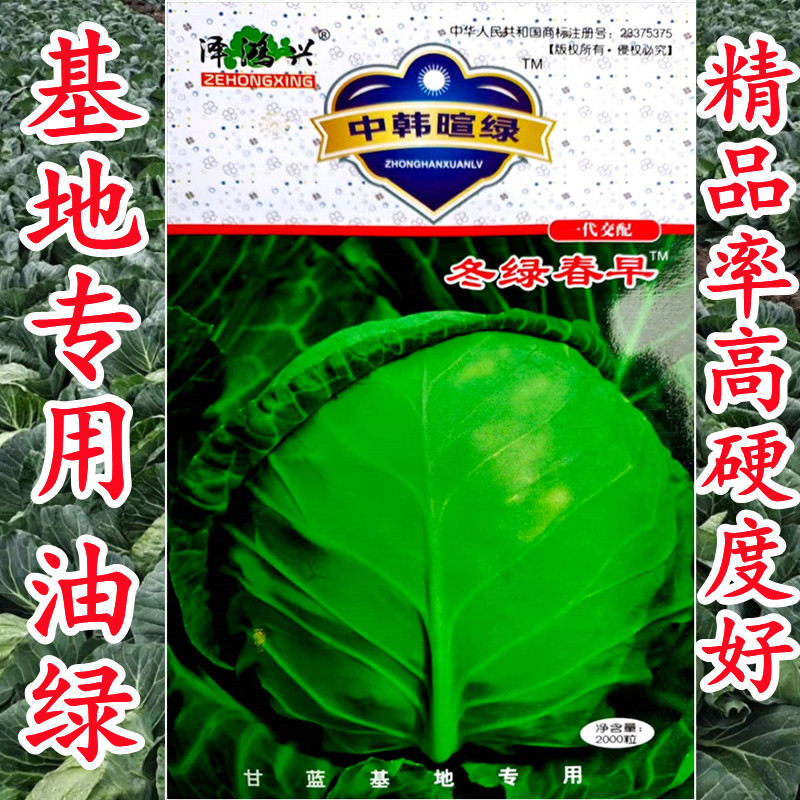 韩绿甘蓝种子球形松软色绿黄芯耐裂春秋包心菜卷芯菜水果甘蓝种籽