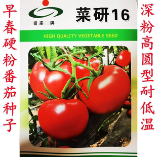 菜研16早春耐寒大果高圆抗病硬度粉果沙瓤番茄西红柿普罗旺斯种子