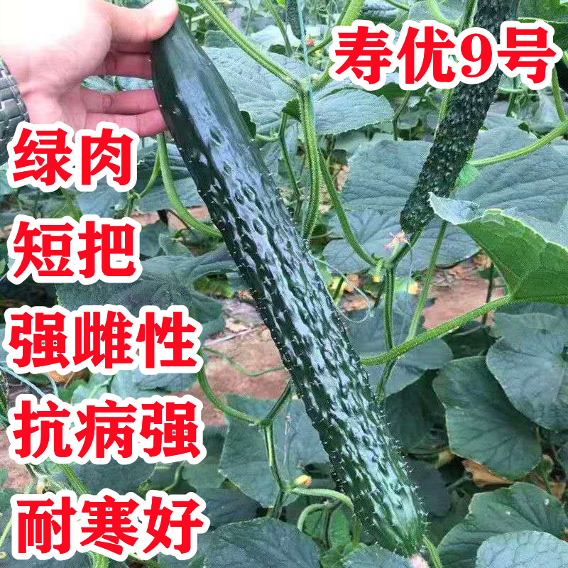 寿优9号黄瓜种子高产水黄瓜种籽强雌性瓜码密耐寒性好产量高绿肉
