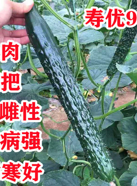 寿优9号黄瓜种子高产水黄瓜种籽强雌性瓜码密耐寒性好产量高绿肉