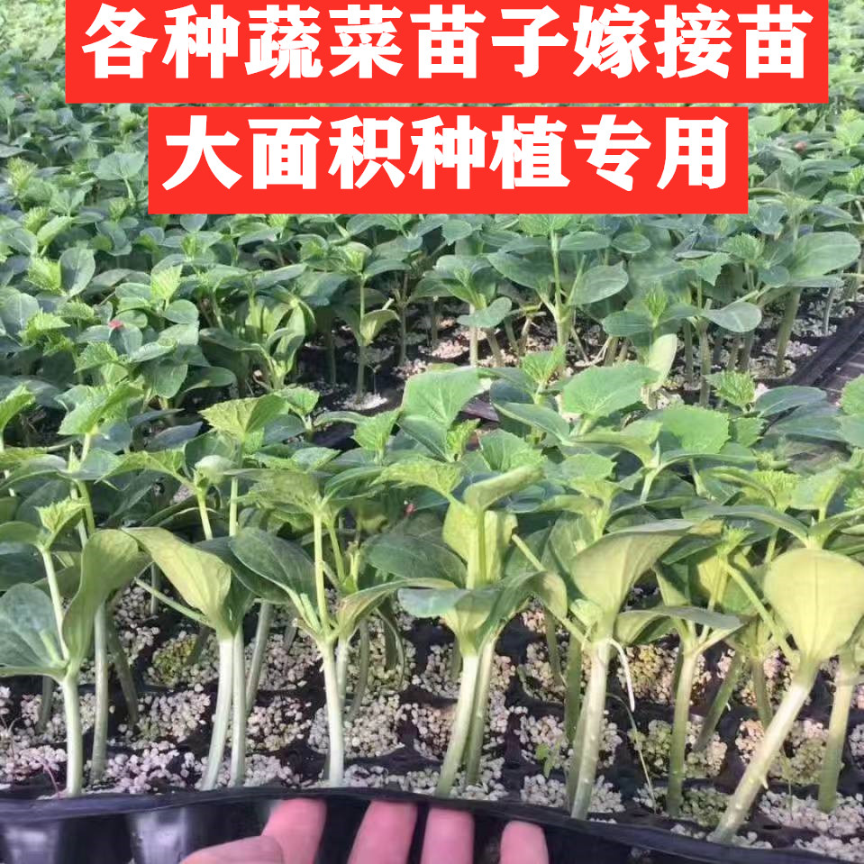 螺丝椒苗辣椒番茄西红柿苗子嫁接黄瓜茄子苦瓜甜瓜蔬菜种苗砧木壮