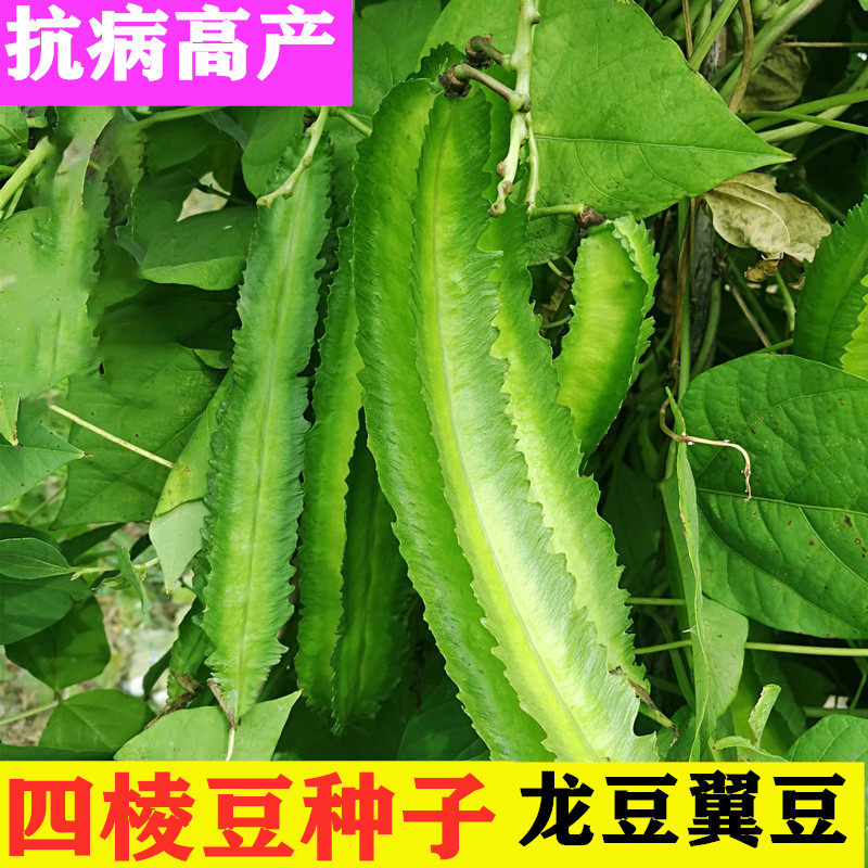 四棱豆种子苗蔬菜种子菜豆角扁春四角豆种子四季种籽四棱豆苗种孑