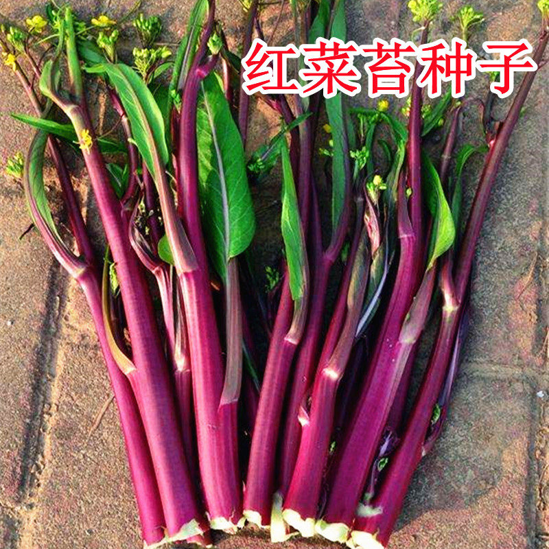 红菜苔种子紫红菜心种籽菜台菜薹甜四九菜心蔬菜高产抗病四季蔬菜