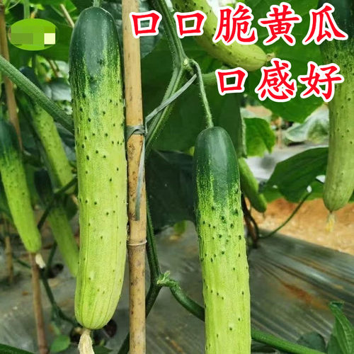 种都高科口口脆瓜腔小