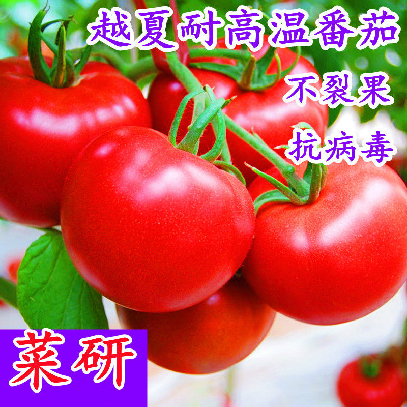 大果番茄种孑春秋硬粉早熟抗病毒高产耐热耐裂西红柿种子菜研05,鲜花速递/花卉仿真/绿植园艺,家庭园艺种子,淘宝优惠券,粉丝福利购,淘宝优惠卷