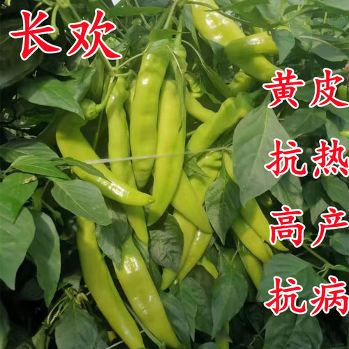 长欢羊角椒牛角椒辣椒