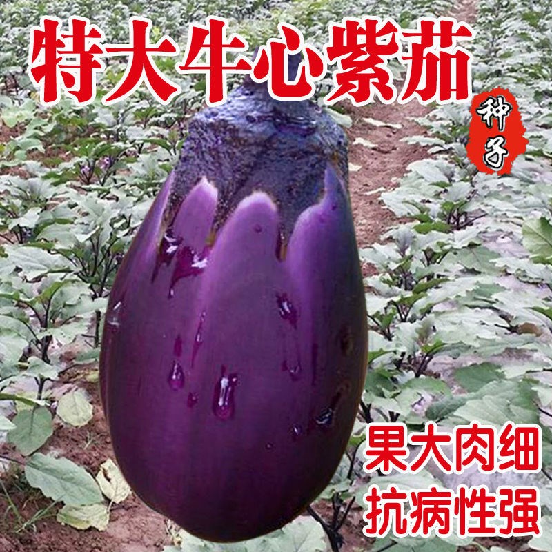 特大牛心茄种子 罐茄种籽 紫把紫黑色茄子种子高产大面积种植包邮