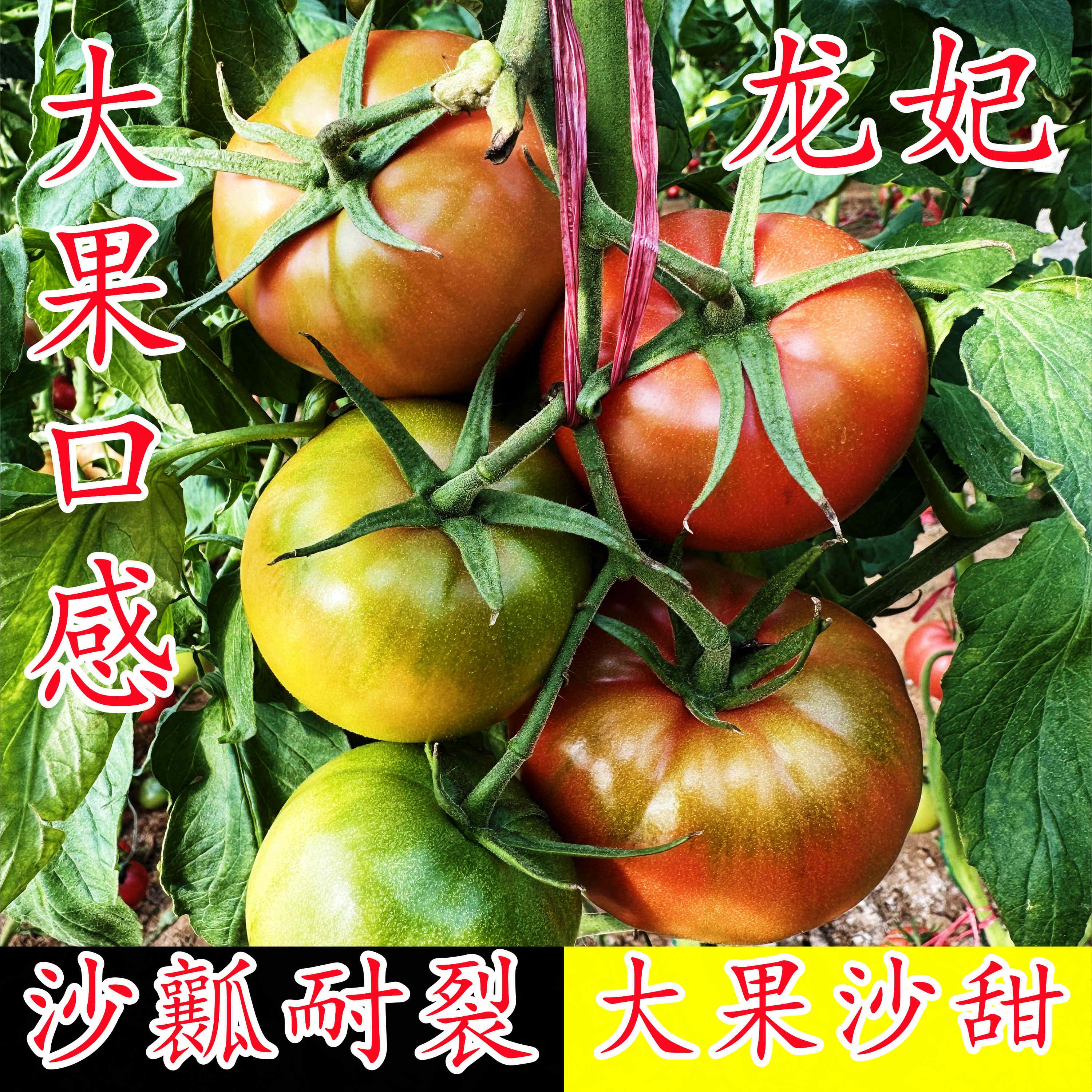 龙妃大口感粉果沙瓤沙甜