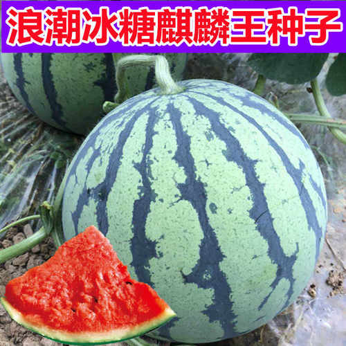 8424早熟高产西瓜种子新疆无籽冰糖麒麟王薄皮多汁脆甜大棚西瓜籽