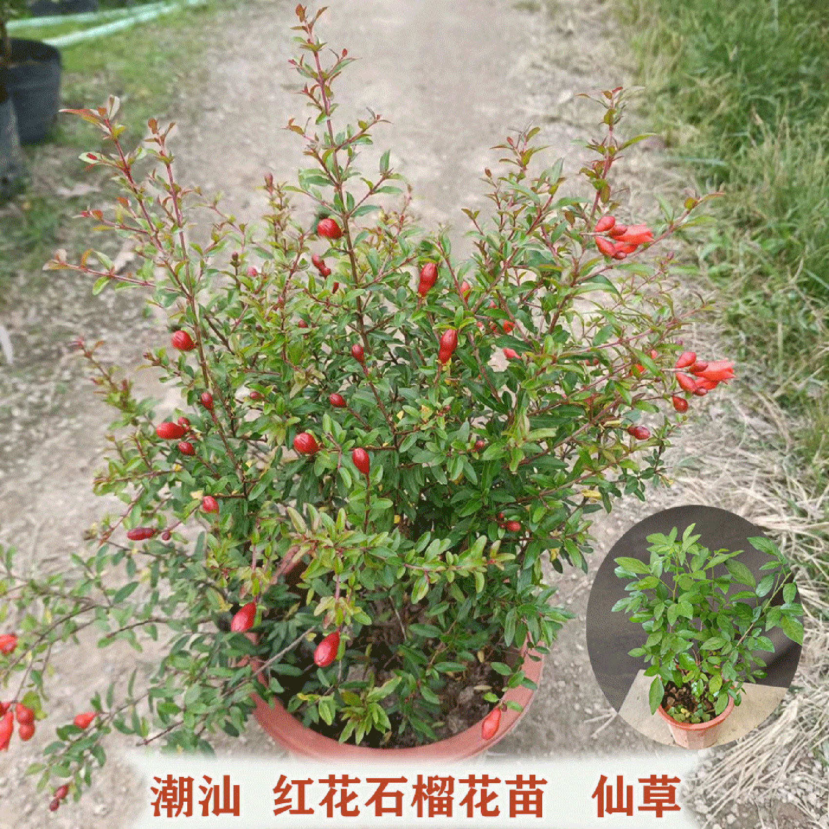 潮汕热销红花石榴花苗盆栽 仙草  春草 阳台绿植花卉喜庆吉祥植物