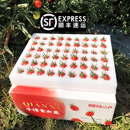 樱茄小P千禧圣女果釜山88小番茄阳光沙地电白西红柿水果露天串子