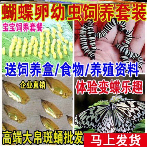 活蝴蝶价格 活蝴蝶图片 星期三