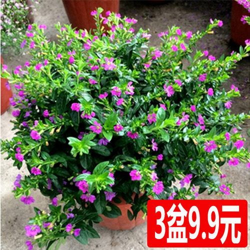 满天星客厅盆栽好养常绿观花植物