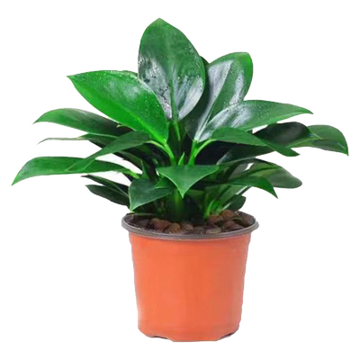 金钻盆栽净化空气除甲醛好活易养