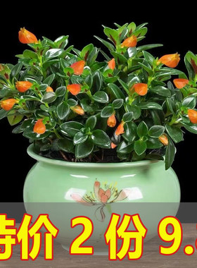 金鱼花吊兰盆栽室内四季常青