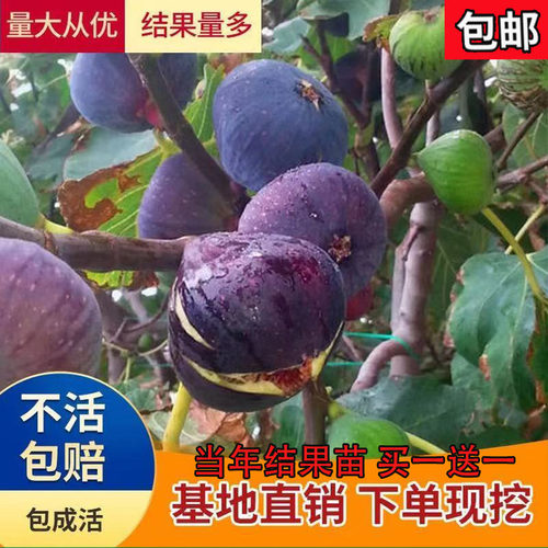 特大南方种植嫁接地栽无花果苗