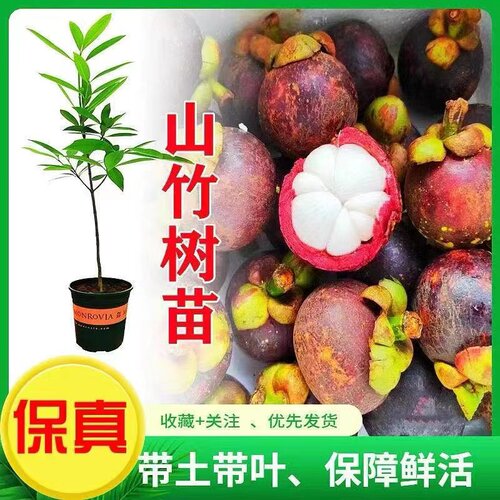 山竹树苗嫁接苗鑫之缘