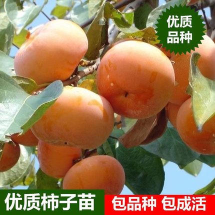 柿子树果苗脆甜柿子树南方北方种植果树果苗庭院地栽果树当年结果