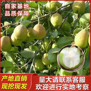 梨树苗早酥红梨树苗红啤梨果树苗南方北方种植庭院盆栽地栽水果苗