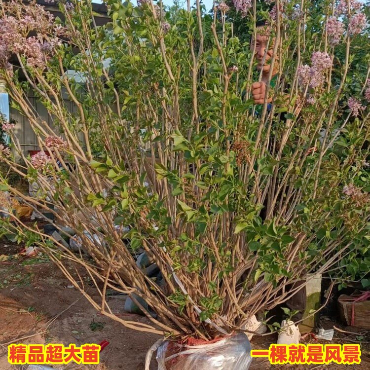 高档紫丁香花树苗浓香花卉植物耐寒耐热多年生老桩庭院别墅风景树