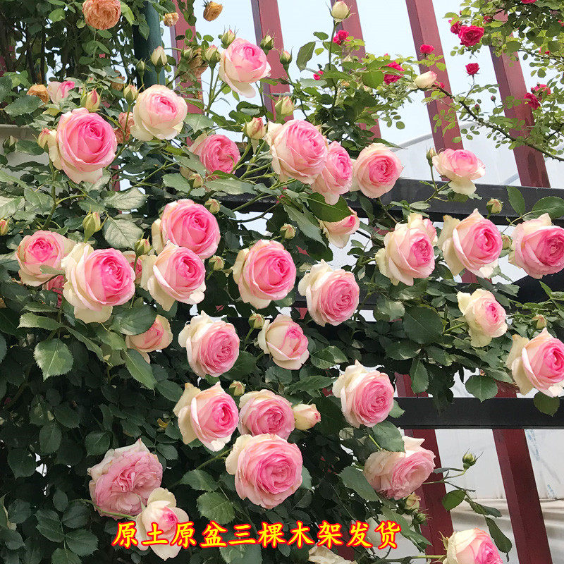 花苗特大四季庭院玫瑰爬藤蔷薇