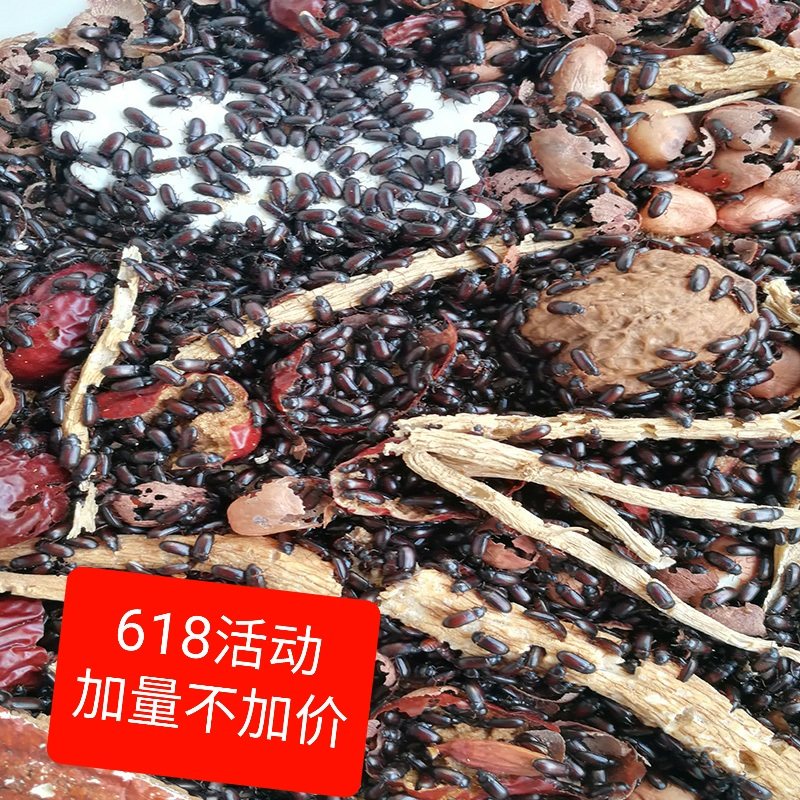 九龙虫 洋虫 自家养殖 繁殖的太快了 卖掉些成虫
