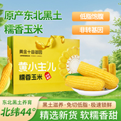 黄金十亩御园黄小主玉米新鲜有机东北玉米5支装 新品 无添加剂