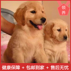 活体纯种金毛幼犬赛级金毛犬导盲犬双血统大骨架中大型宠物狗活体