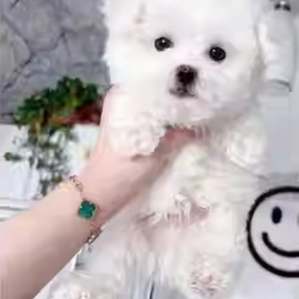 比熊幼犬精品宠物狗小长不大网红小型犬圆脸超小活体袖珍真狗活物