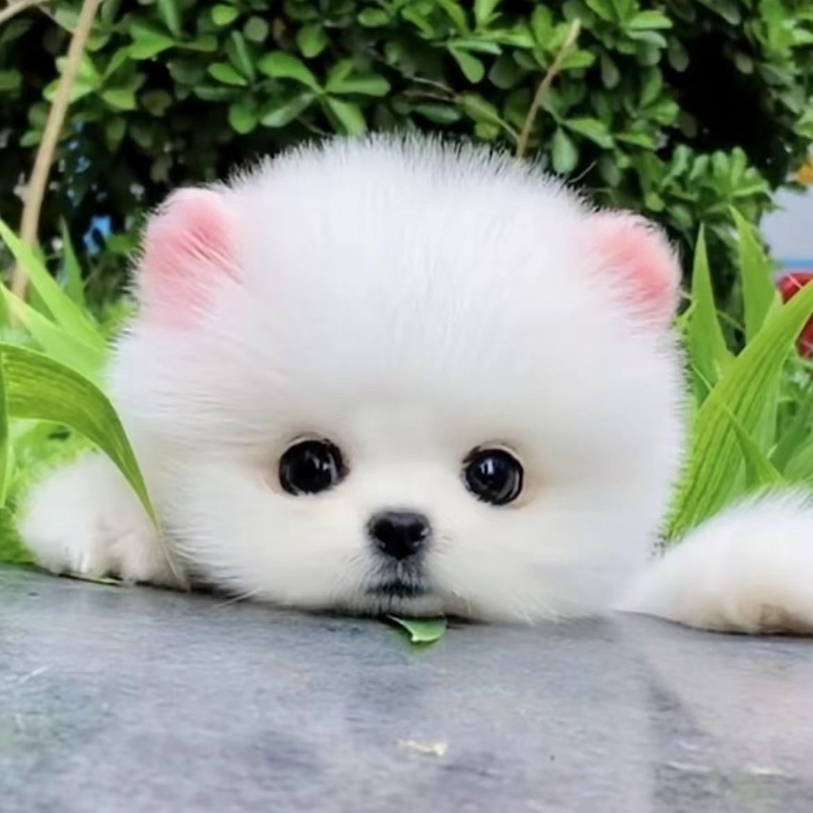 博美幼犬茶杯犬超萌活的长不大便宜博美俊介白色可爱宠物帅气现货