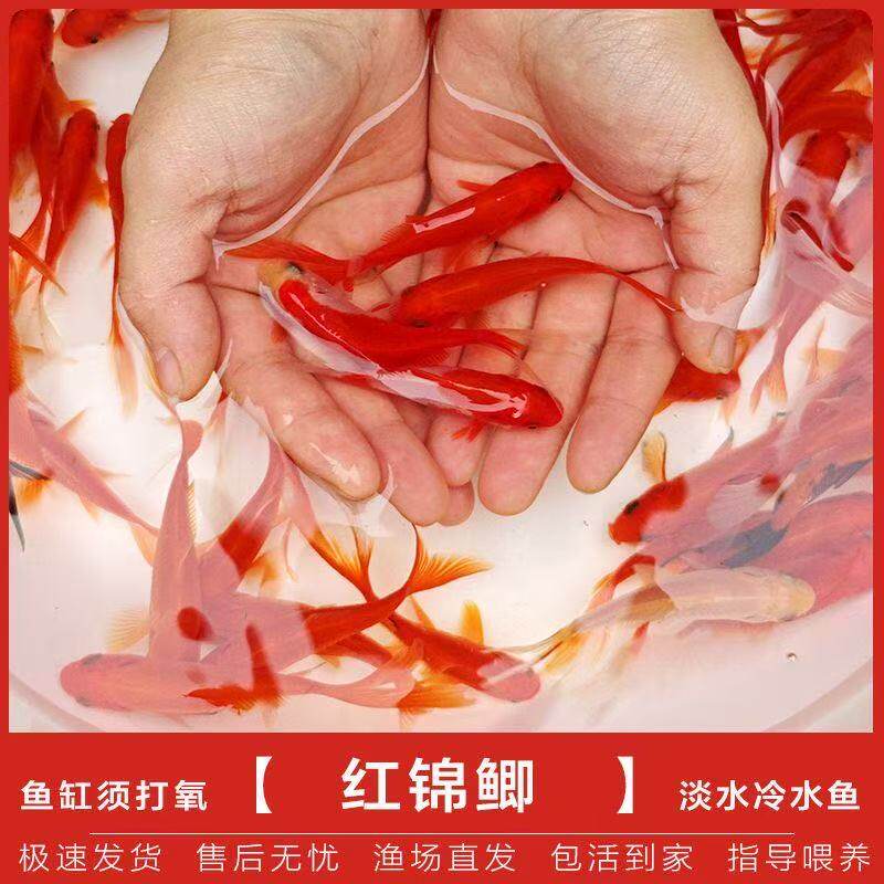 观赏体鱼日本芥子鱼苗小型黄金