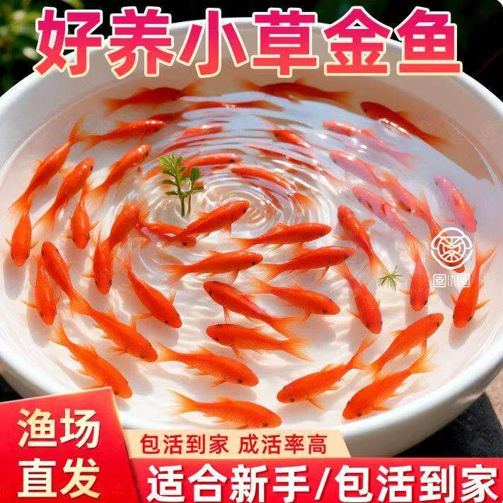 三色草金鱼宠物活体鱼红白