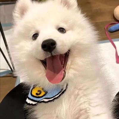 萨摩幼犬大骨架大白熊学生版幼崽家庭伴侣犬超萌小狗幼宠宠物犬狗