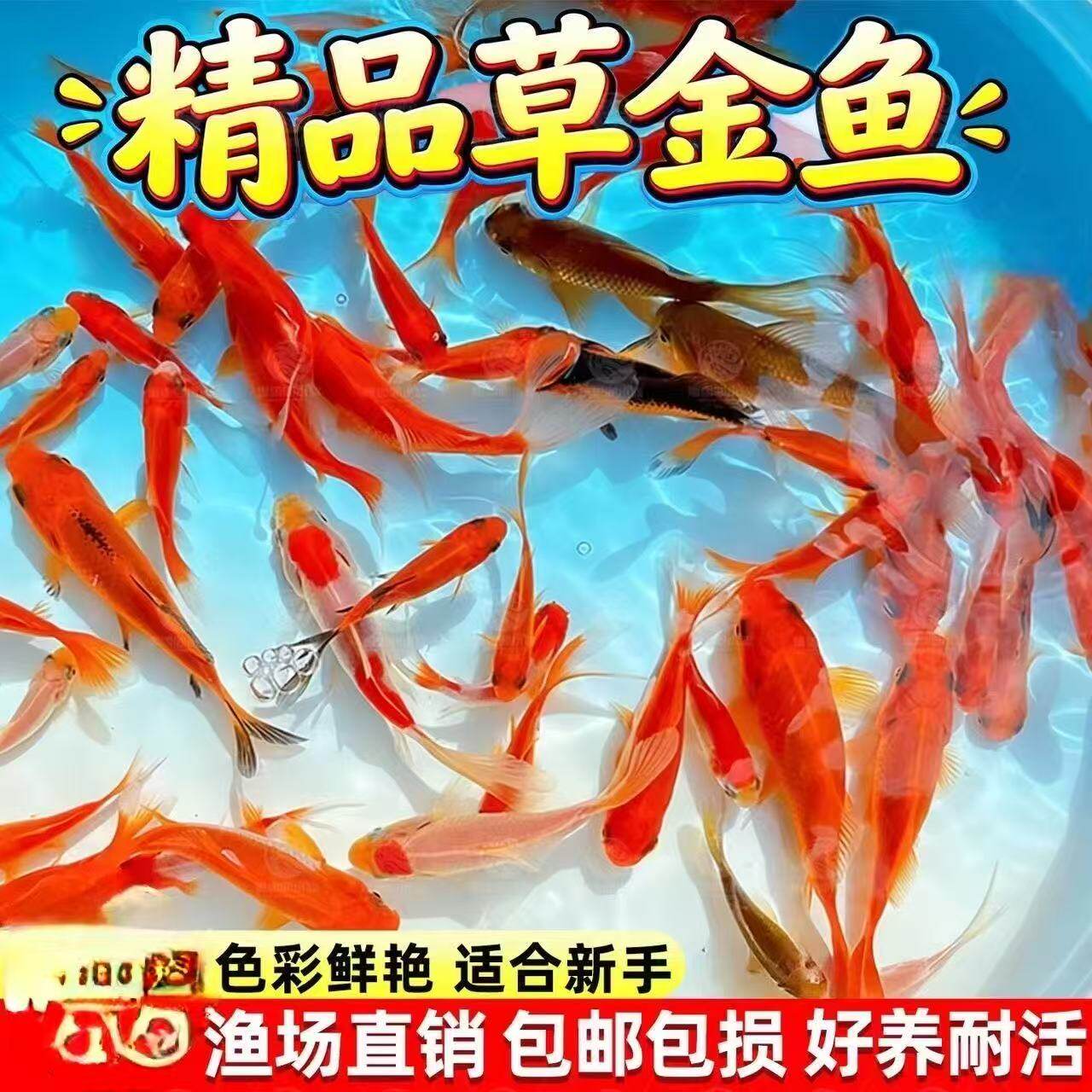 白金鱼锦鲤活鱼苗蝴蝶体观赏鱼鱼