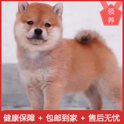 纯种柴犬幼日系小豆黑赤活体本正