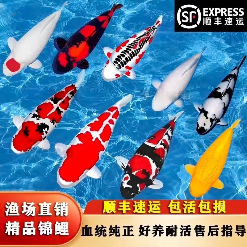 红白冷水淡水鱼好养耐活金鱼红鲤