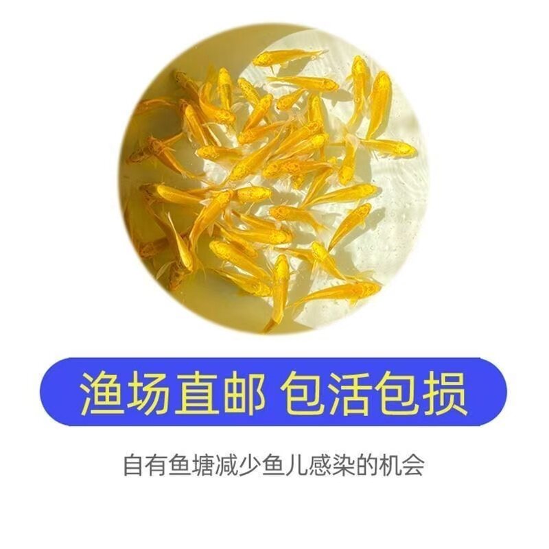 小型鱼顺丰包邮好养苗血统红白