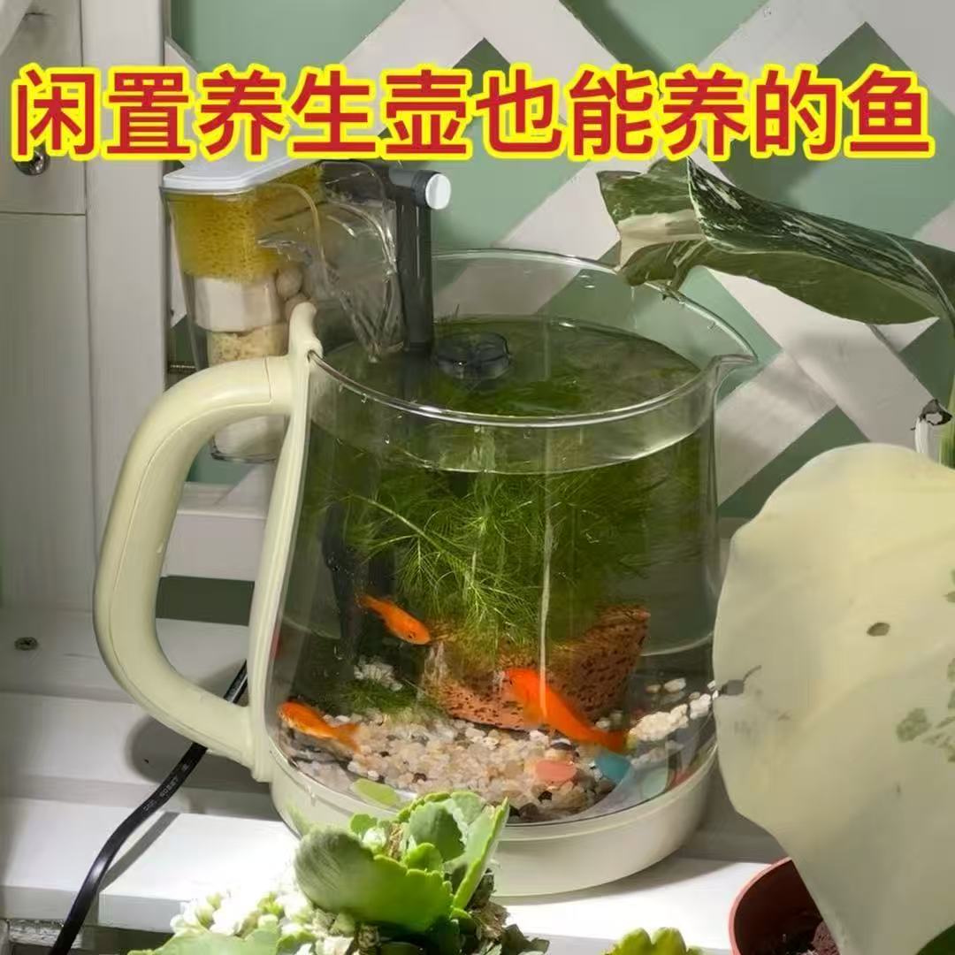 活鱼金鱼黄金红白淡水鱼鱼鱼鱼