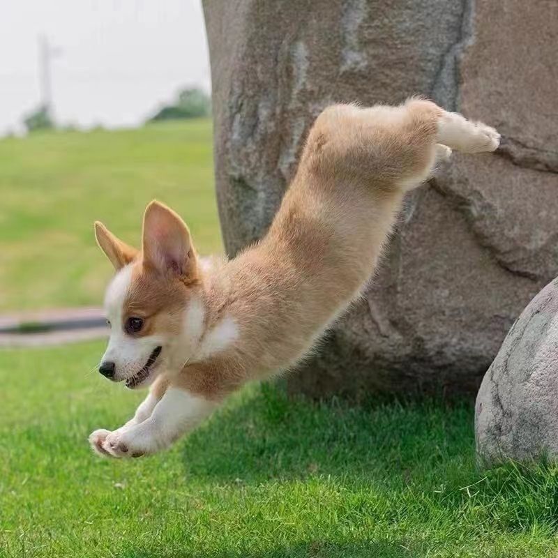 柯基幼犬宠物活物小短腿黄白三色柯基小狗小型宠物狗可型柯基幼犬