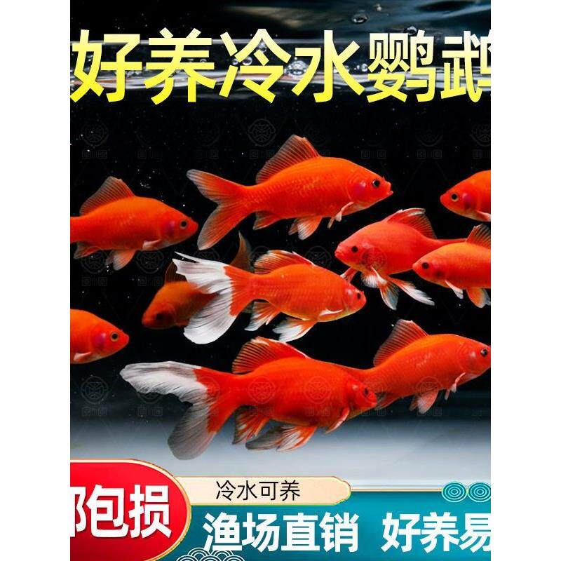 冷水血鹦鹉鱼淡水观赏鱼冷水鱼新手好养耐活的精品血鹦鹉活鱼鱼苗