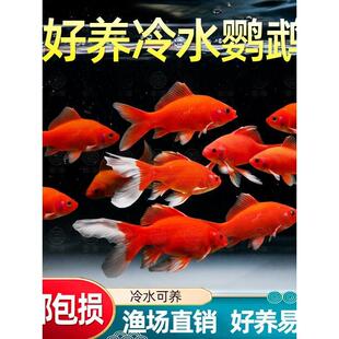 冷水血鹦鹉鱼淡水观赏鱼冷水鱼新手好养耐活的精品血鹦鹉活鱼鱼苗