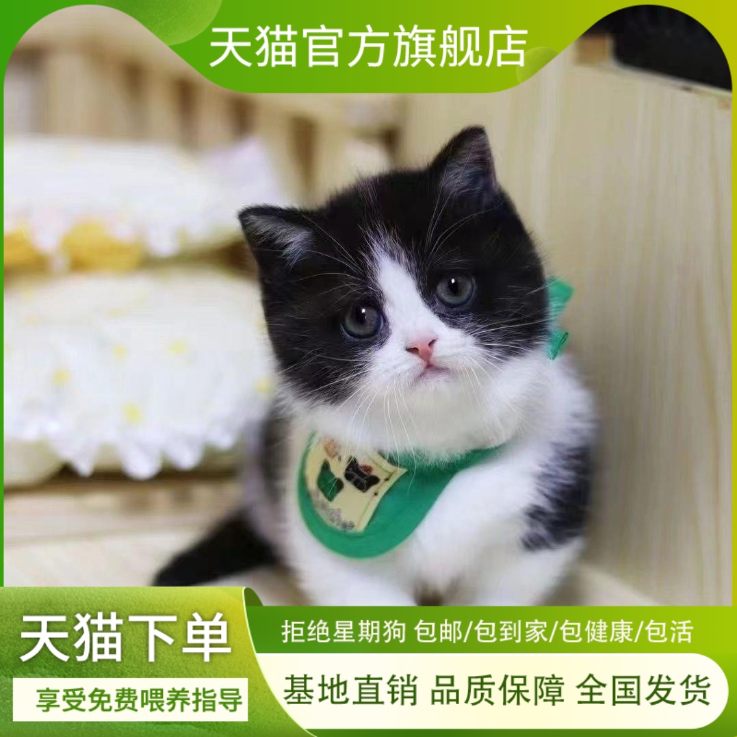 英短黑白奶牛猫活物宠物