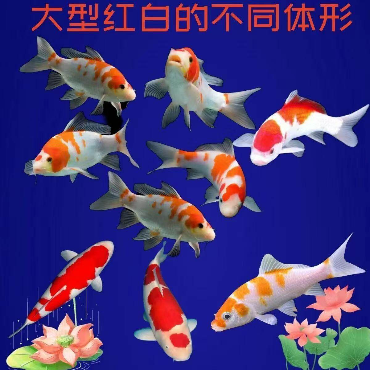 冷水鱼血统便宜日本芥子顺丰黄金